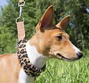 Basenji KSM Muenster 2014 (1043)